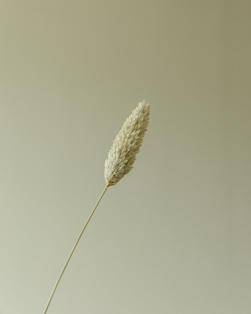 Dried plant stem against a neutral background